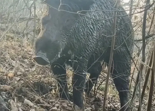 南京老山发现巨大野猪踪迹，捕猎行动背后的故事